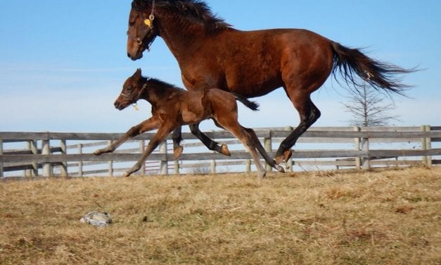 Report of mares bred shows 2019 declines