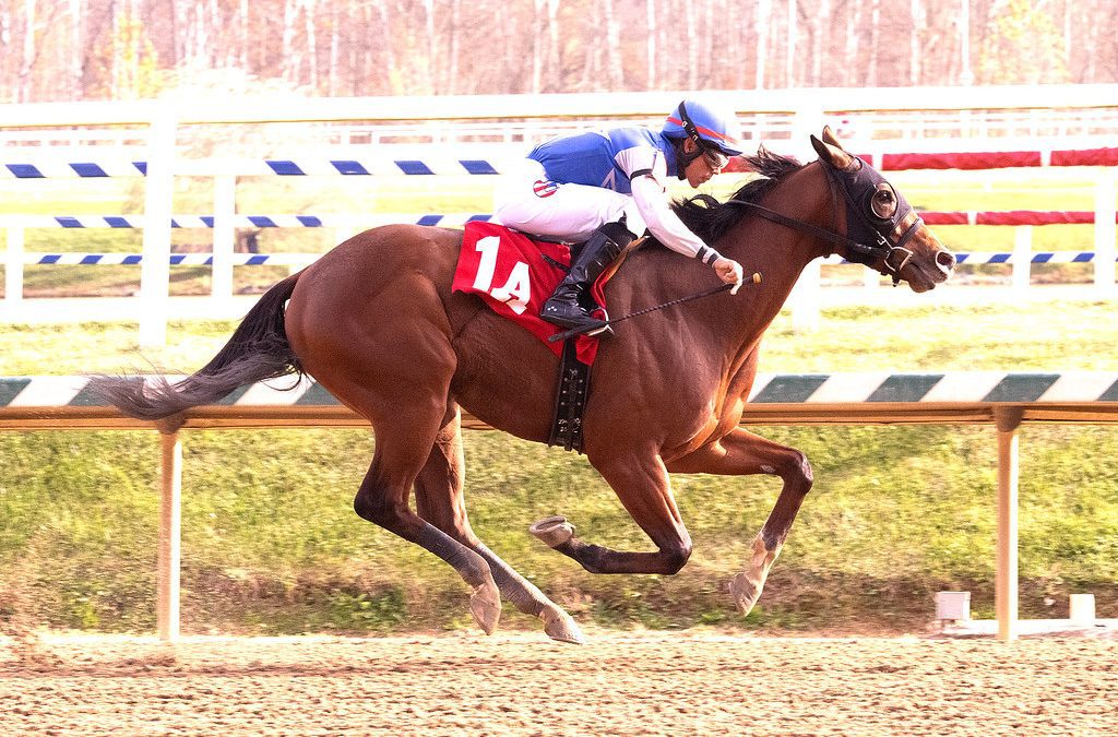 Laurel: Stakes winner Speedyness makes return Friday