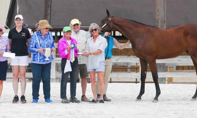 Colt by The Factor wins MHBA yearling show