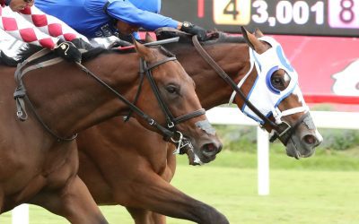 Siesta Key takes Kitten’s Joy thriller