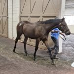 Fasig-Tipton