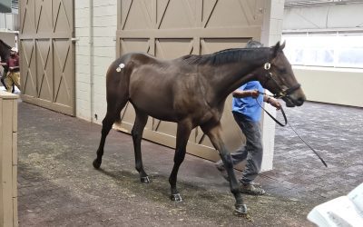 Maryland-breds fared well at Fasig-Tipton yearling sale