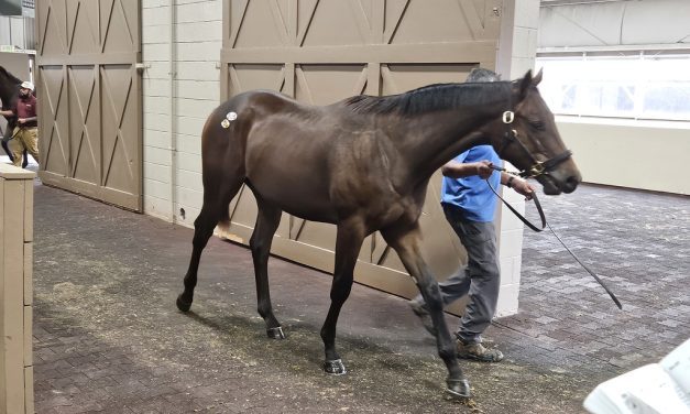 Maryland-breds fared well at Fasig-Tipton yearling sale