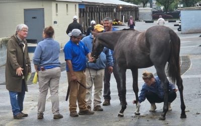 Smaller Fasig-Tipton yearling sale topped by Maryland-bred